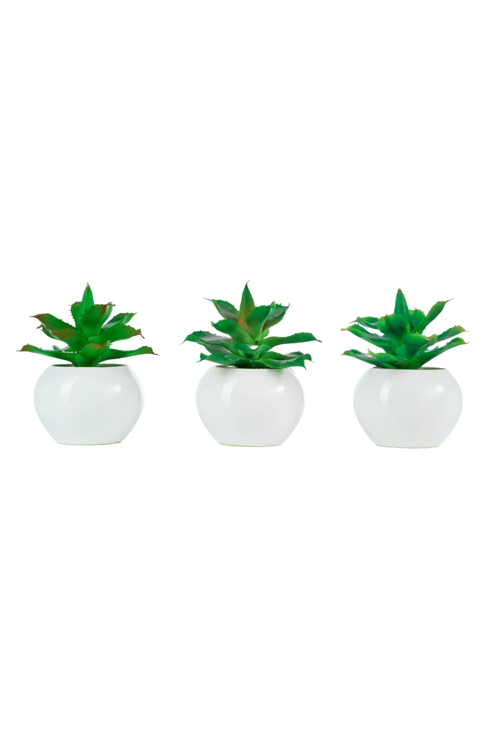ARPIMEX Agave in Vaso di Ceramica D 14 Cm 1 Pz