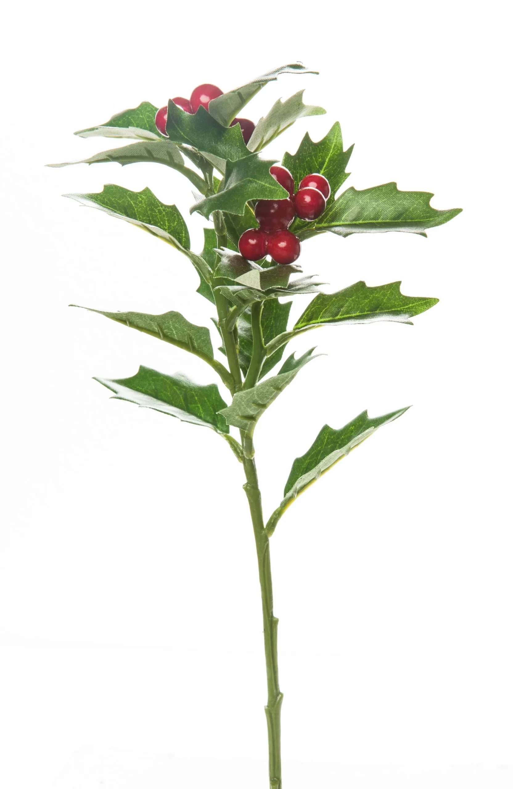 ARPIMEX Agrifoglio Natale Medio Verde Rosso