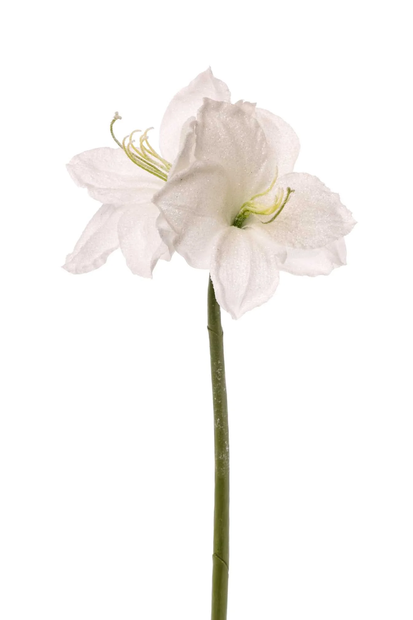 ARPIMEX Amarillys H 65 Cm Bianco