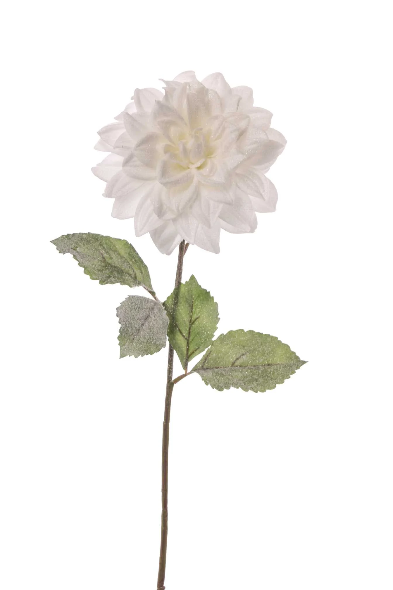 ARPIMEX Dalia Bianca con Foglie