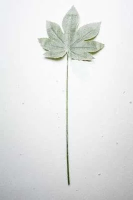 ARPIMEX Foglia Natale Aralia Innevata Verde