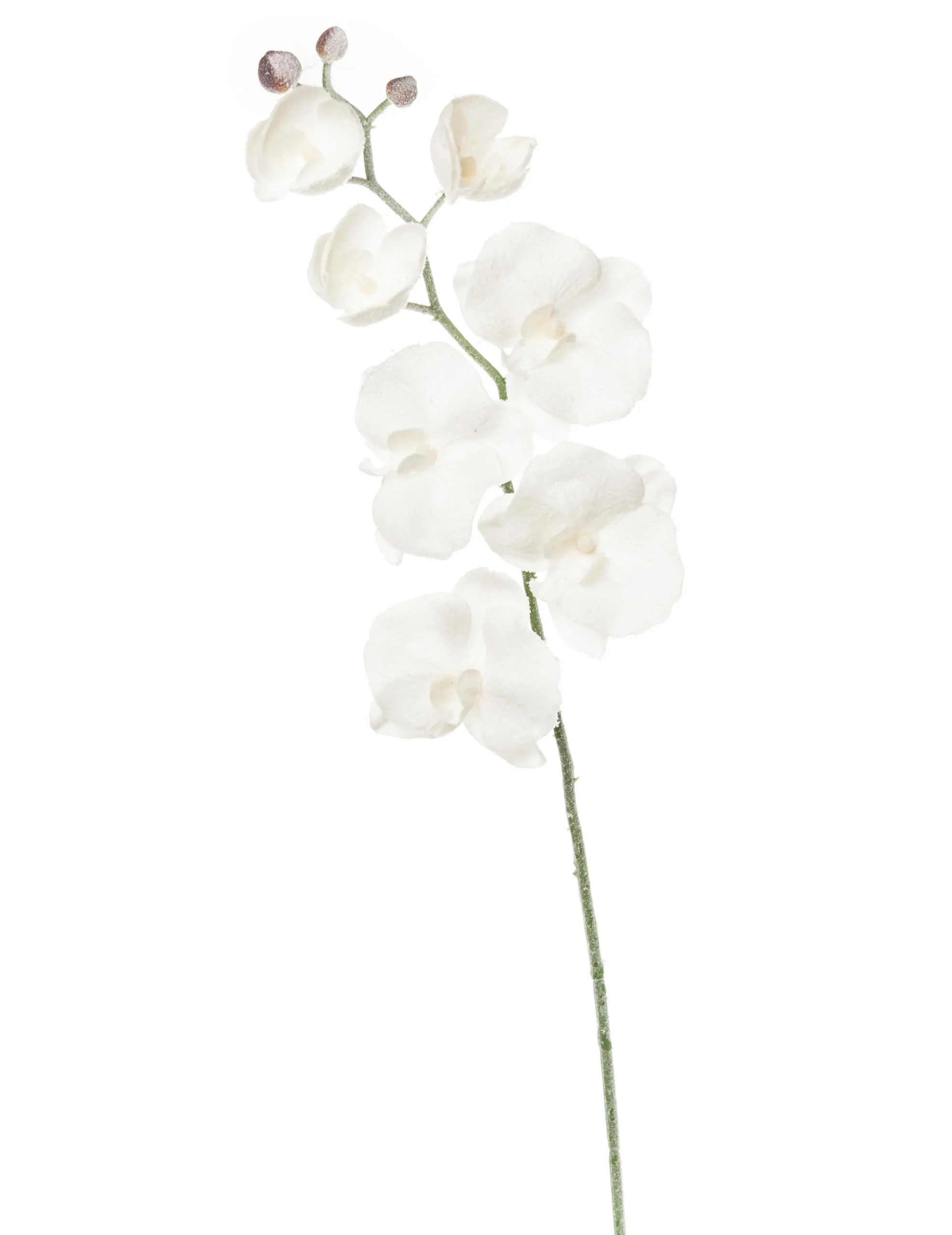 ARPIMEX Orchidea Phalaenopsis Innevata 70 Cm Bianco