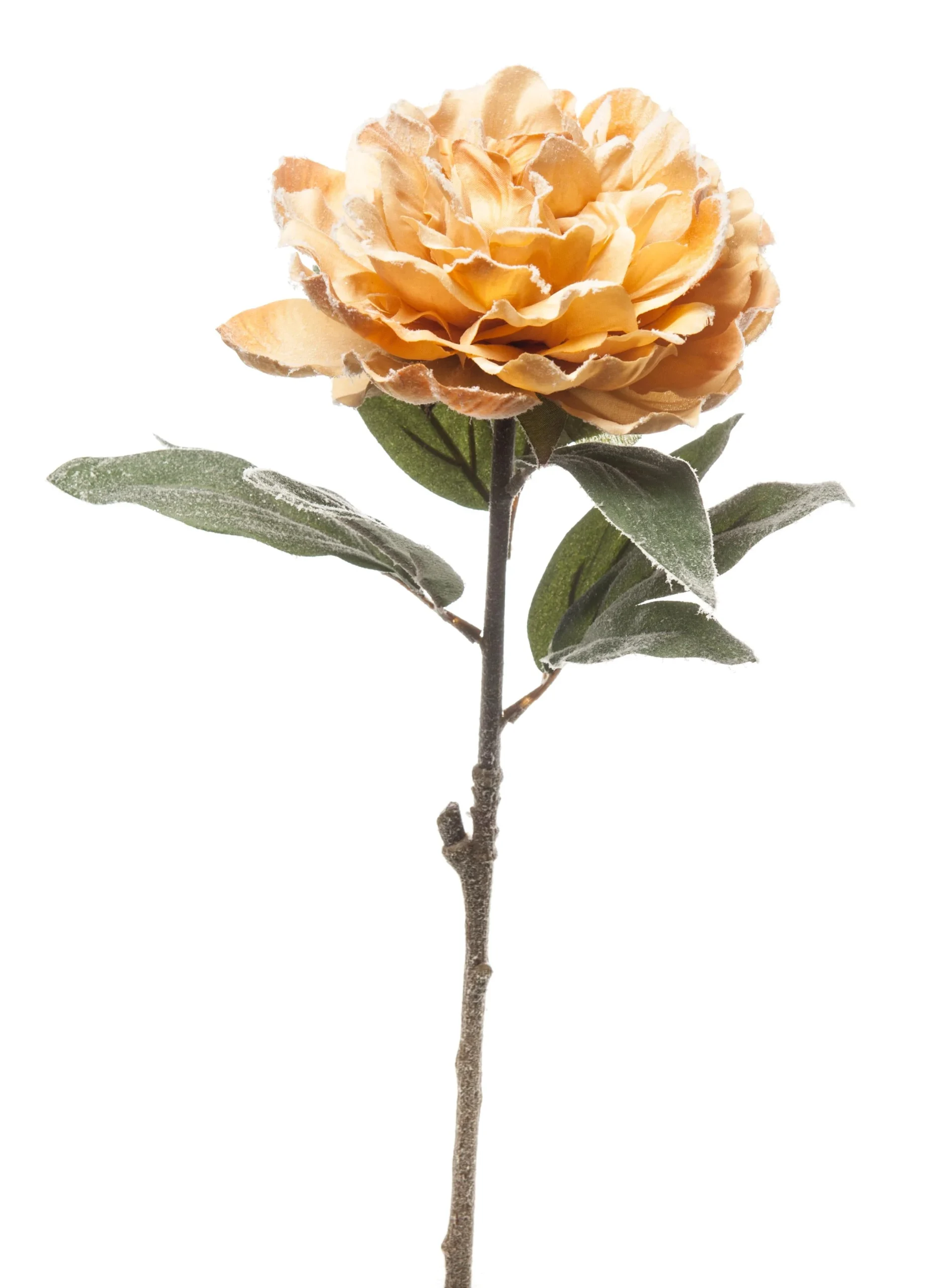 ARPIMEX Peonia Singola Innevata  65 Cm Honey