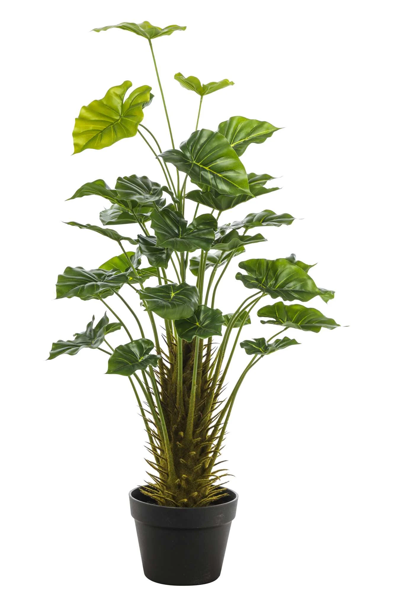 ARPIMEX Pianta Taro H 90 Cm Verde