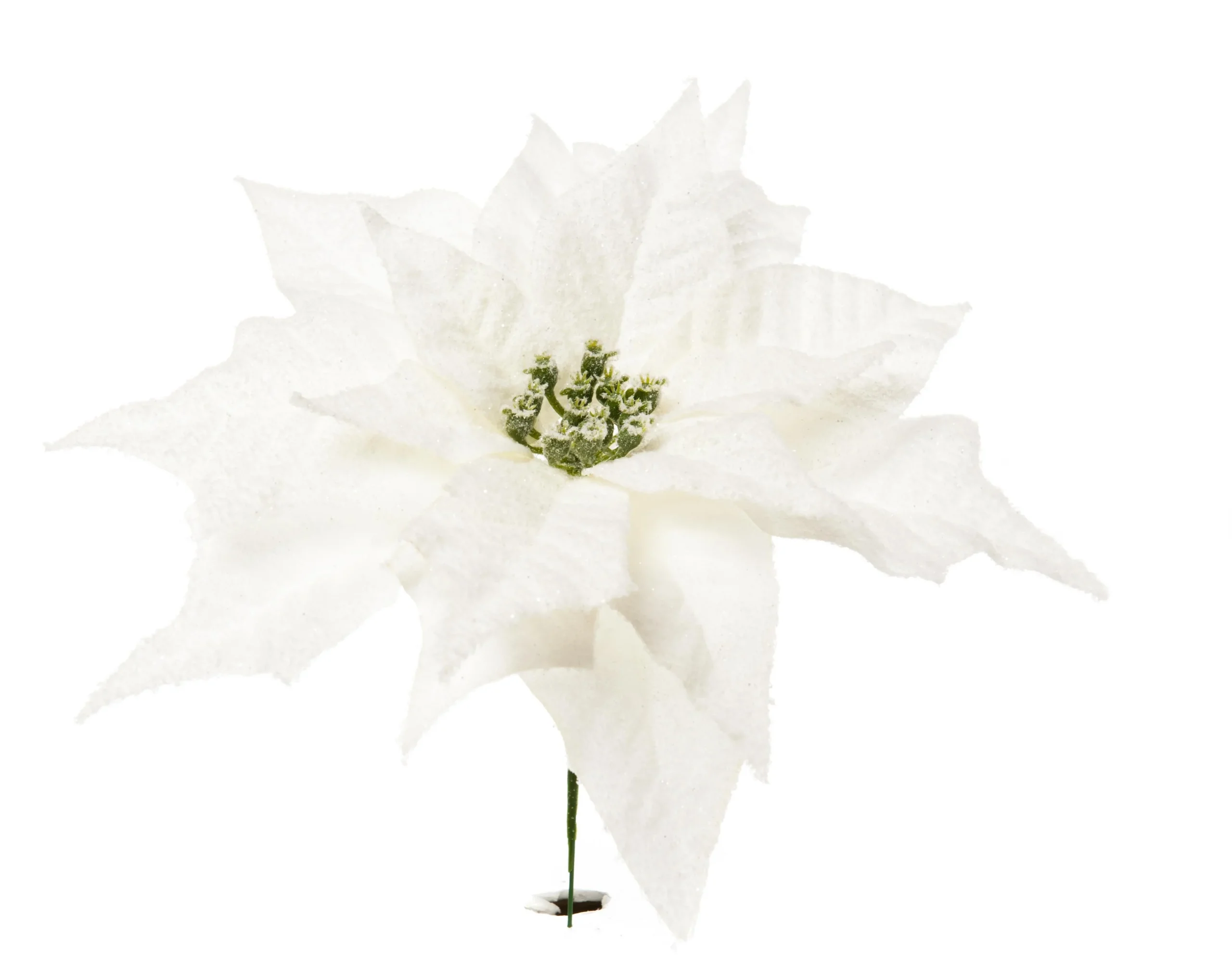 ARPIMEX Pick Natale Poinsettia Stella di Natale Innevata Bianca
