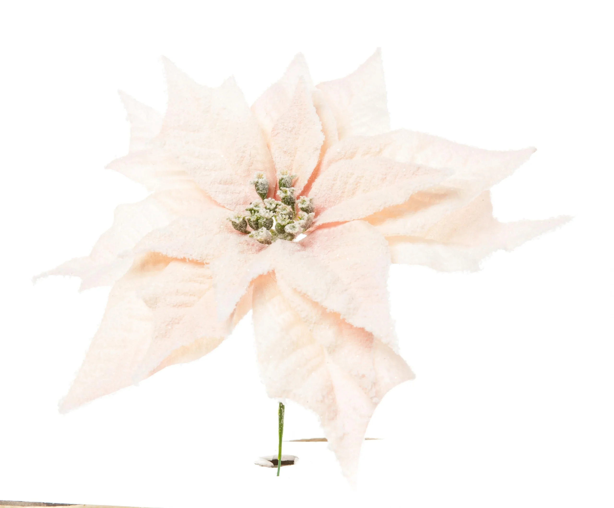 ARPIMEX Pick Natale Poinsettia Stella di Natale Innevata Cipria