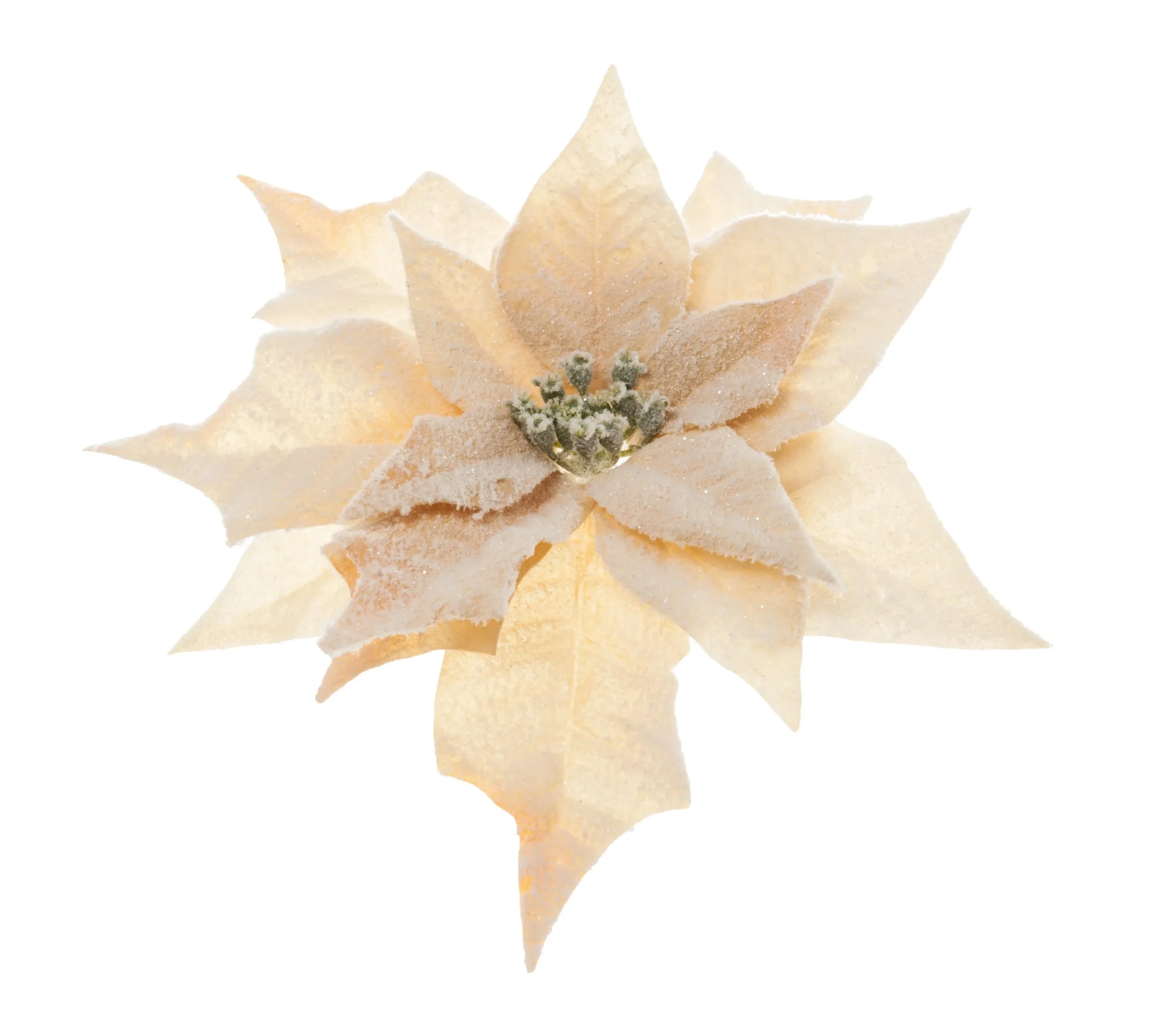 ARPIMEX Pick Natale Poinsettia Stella di Natale Innevata Miele