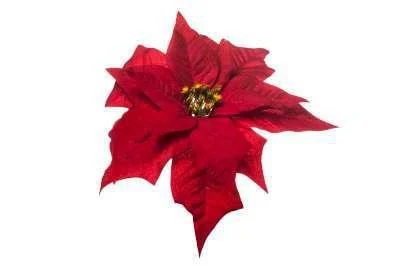 ARPIMEX Pick Natale Poinsettia Stella di Natale Velvet Rosso