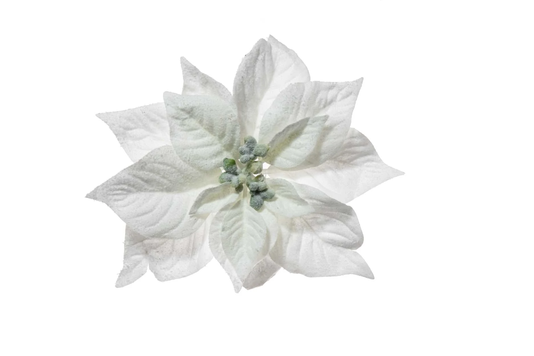 ARPIMEX Pick Natale Stella di Natale Poinsettia Innevata 23 Cm Bianca