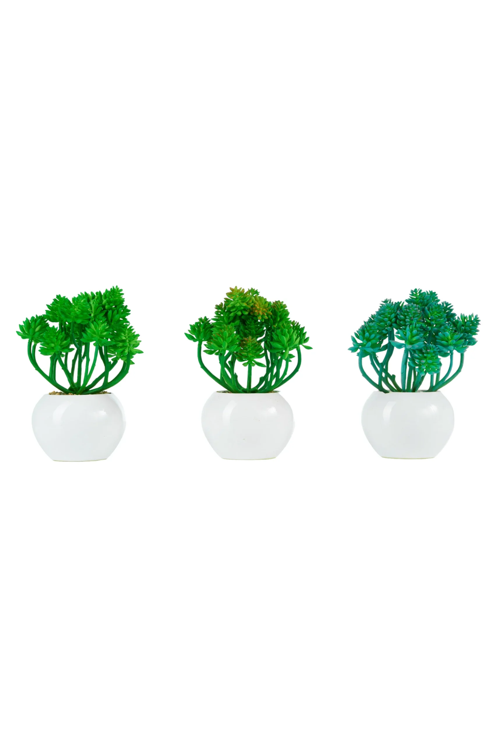 ARPIMEX Sedum Burrito in Vaso di Ceramica D 16 Cm 1 Pz