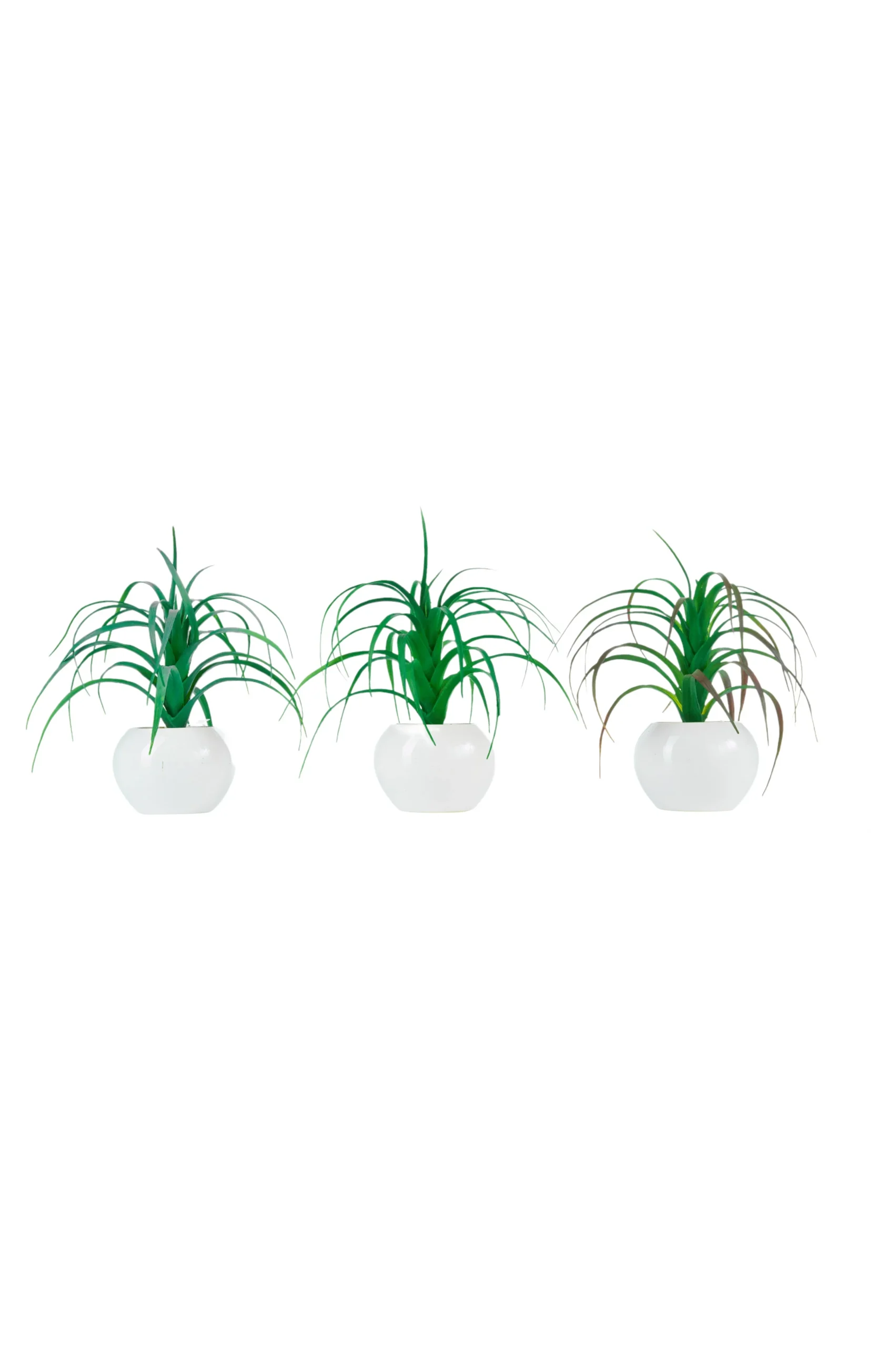 ARPIMEX Tillandsia in Vaso di Ceramica D 17 Cm 1 Pz