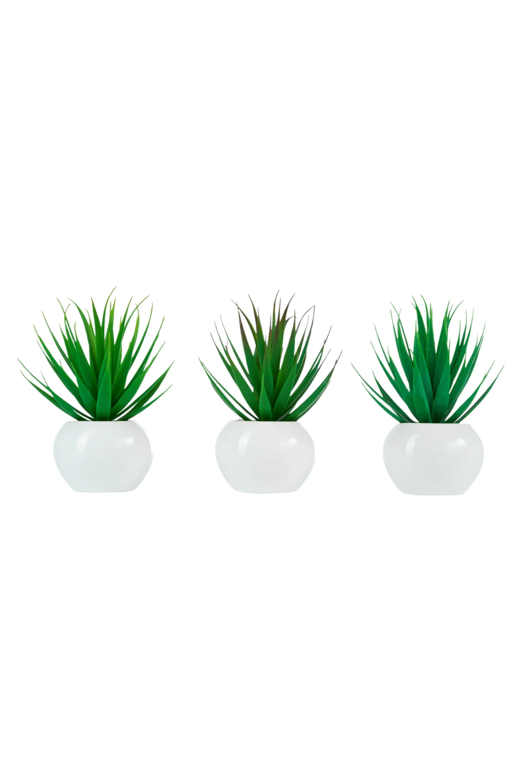 ARPIMEX Tillandsia in Vaso di Ceramica D 18 Cm 1 Pz
