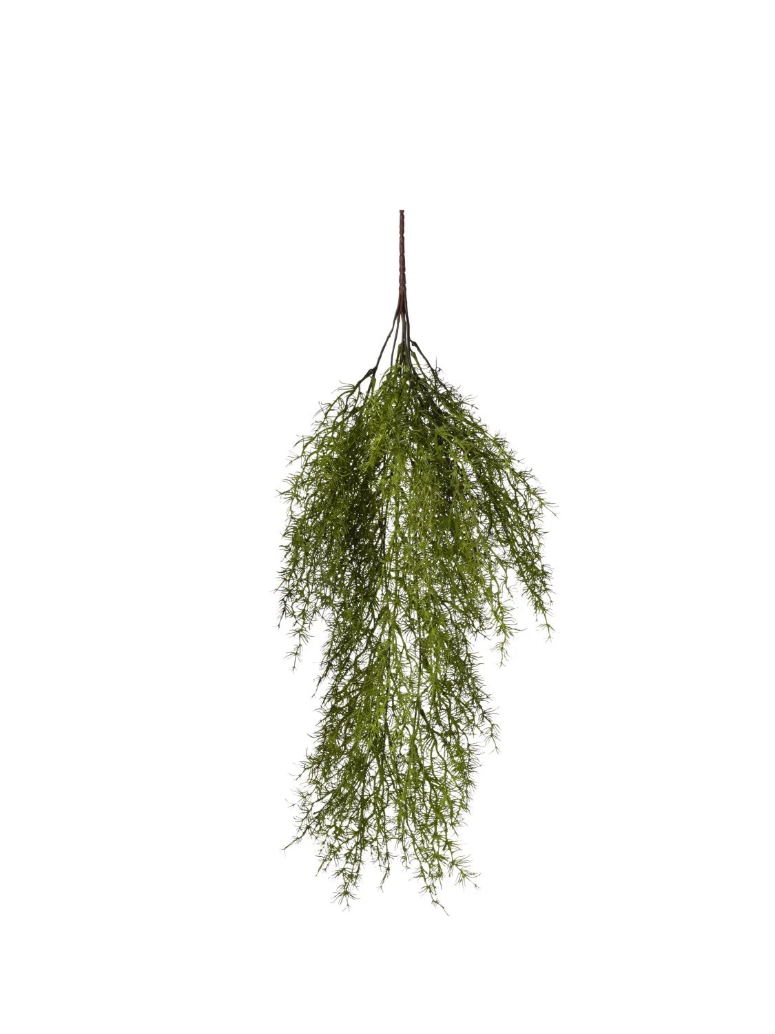 Conti Cadente Asparago 70 Cm Green