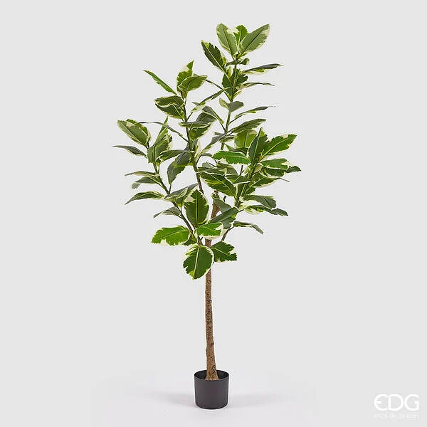 EDG Enzo De Gasperi Albero della Gomma con Vaso H 180 Cm Colore Verde