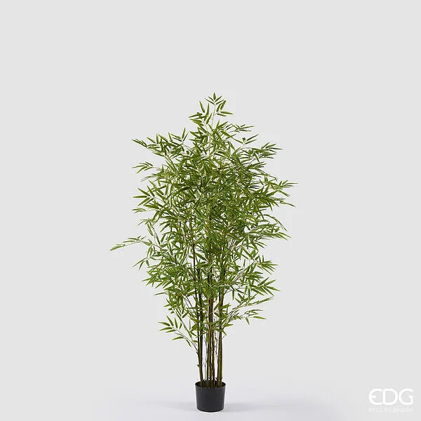 EDG Enzo De Gasperi Bamboo con Vaso H 150 cm Colore Verde
