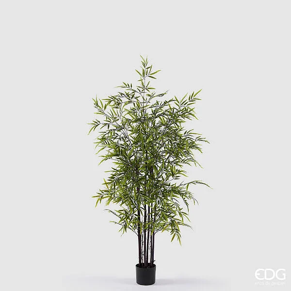 EDG Enzo De Gasperi Bamboo con Vaso H 150 cm Colore Verde Scuro e Chiaro