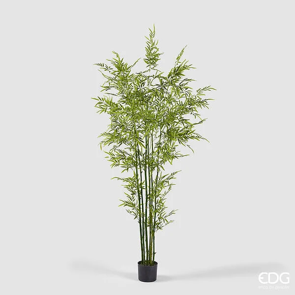 EDG Enzo De Gasperi Bamboo con Vaso H 210 cm Colore Verde