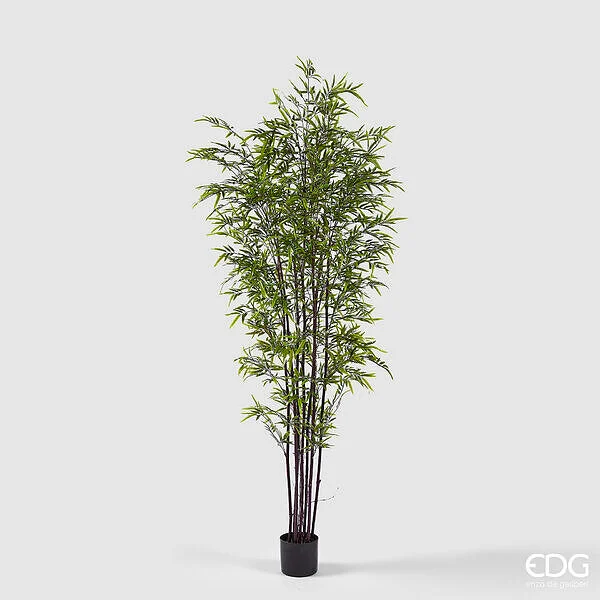 EDG Enzo De Gasperi Bamboo con Vaso H 210 cm Colore Verde Scuro e Chiaro