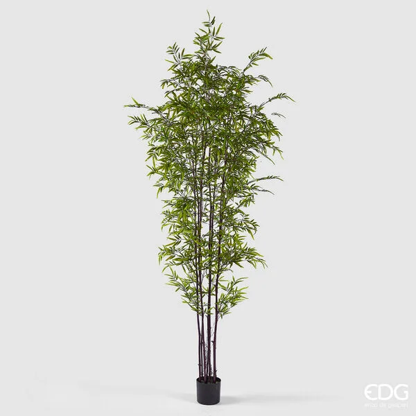 EDG Enzo De Gasperi Bamboo con Vaso H 240 cm Colore Verde Scuro e Chiaro