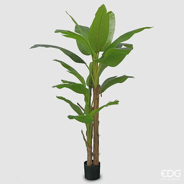 EDG Enzo De Gasperi Banano con Vaso Artificiale H 200 Cm Colore Verde