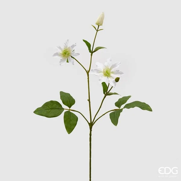 EDG Enzo De Gasperi Clematis Rex Ramo H 72 Cm Ivory