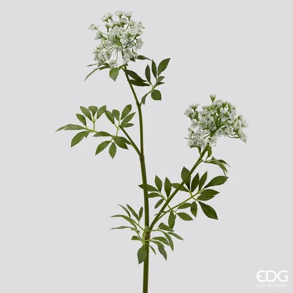 EDG Enzo De Gasperi Daucus Carota Duke H 81 Cm 2 Rami Bianco