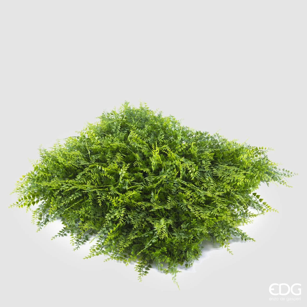 EDG Enzo De Gasperi Felce Siepe 1 x 1 Mt Colore Verde