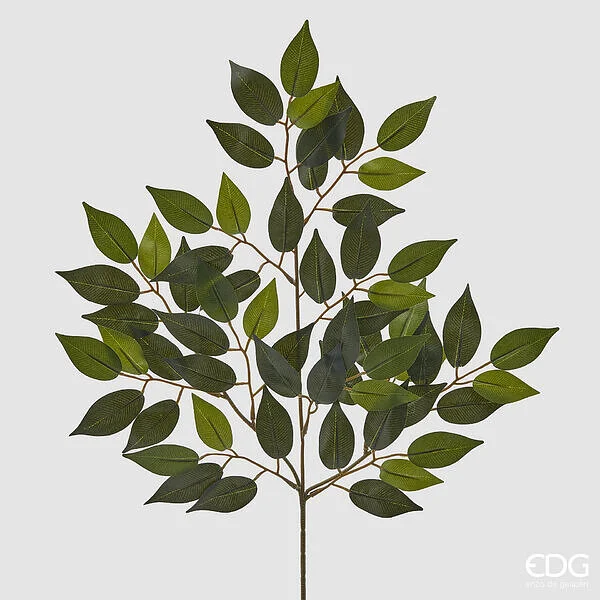 EDG Enzo De Gasperi Ficus Chic H 50 Cm Colore Verde