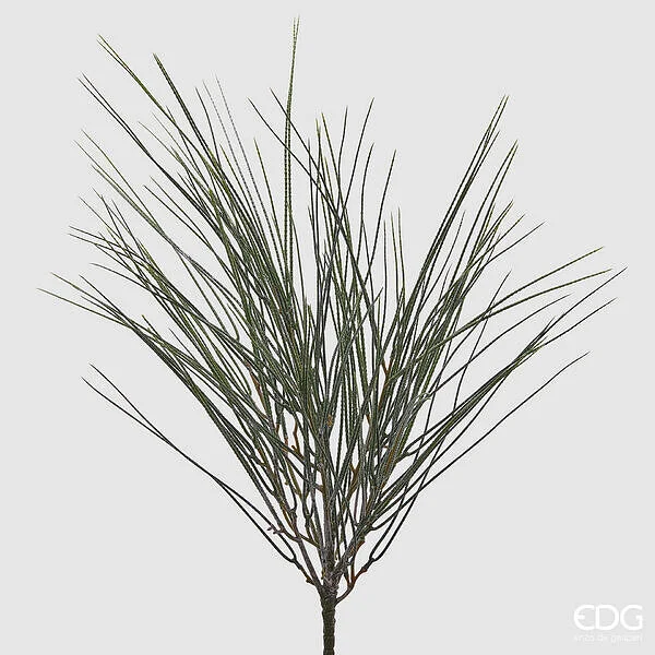 EDG Enzo De Gasperi Ginestra Cespuglio H 63 Cm Colore Verde