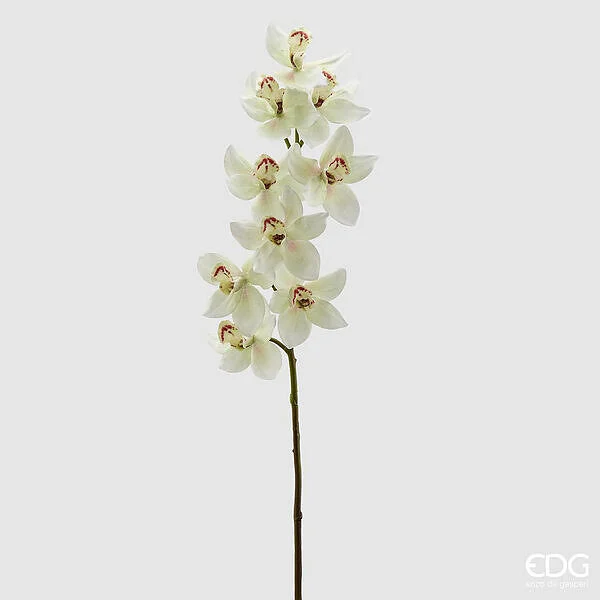 EDG Enzo De Gasperi Orchidea Cymbidium H 90 Cm Bianco Verde