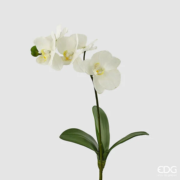 EDG Enzo De Gasperi Orchidea Phalaenopsis con Foglie H 37 Cm Bianco