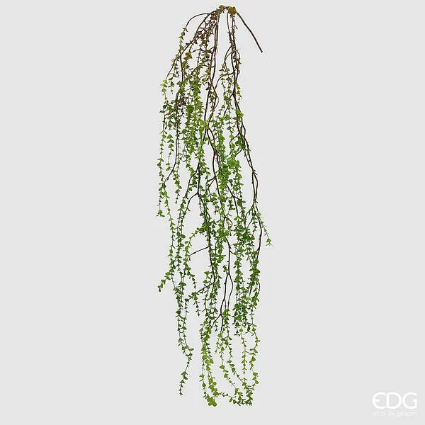 EDG Enzo De Gasperi Pilea Cadente H 145 Cm Colore Verde