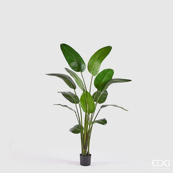 EDG Enzo De Gasperi Strelizia con Vaso Artificiale H 185 Cm Colore Verde