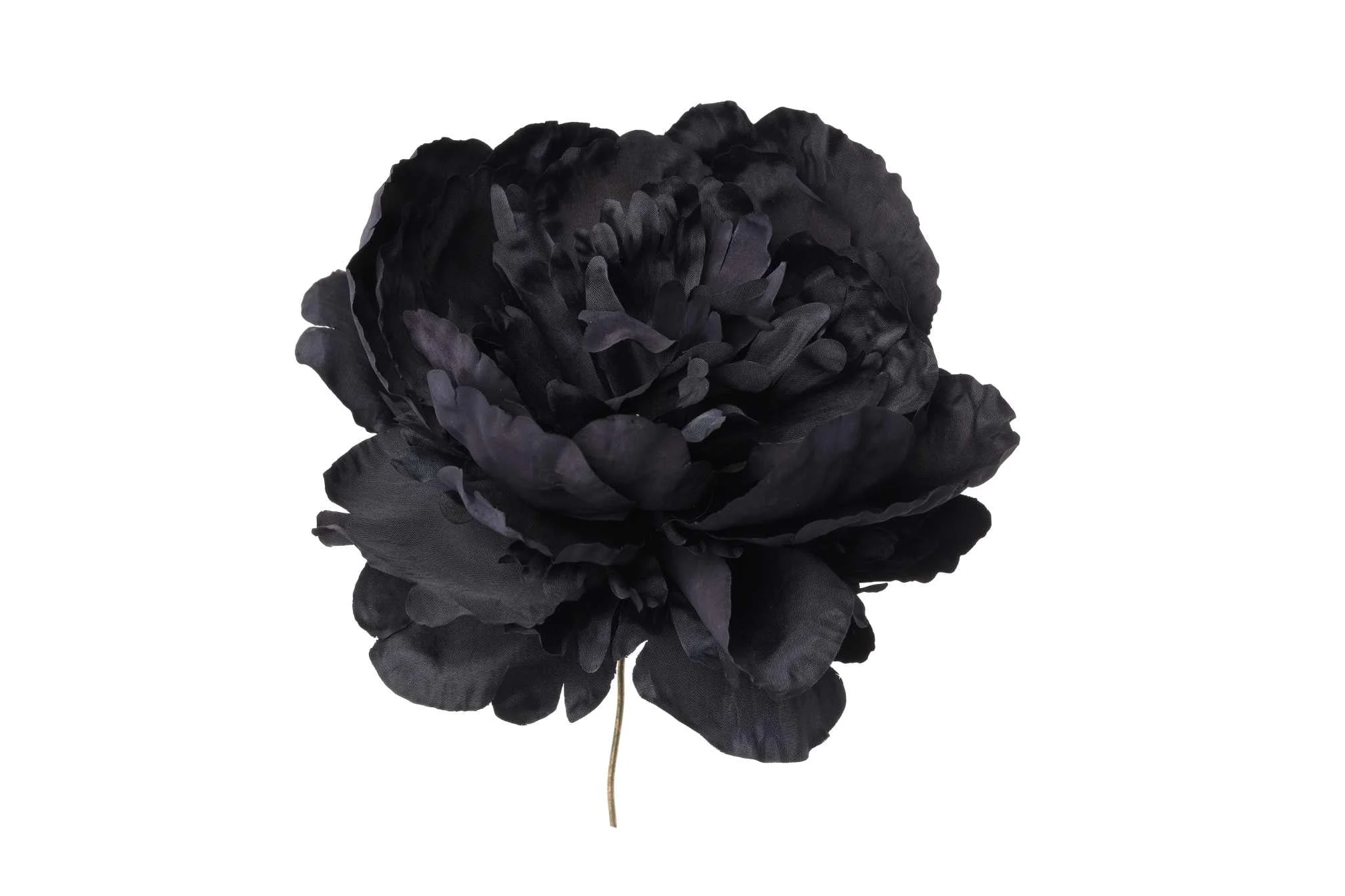 ARPIMEX Pick Peonia Singola Nero