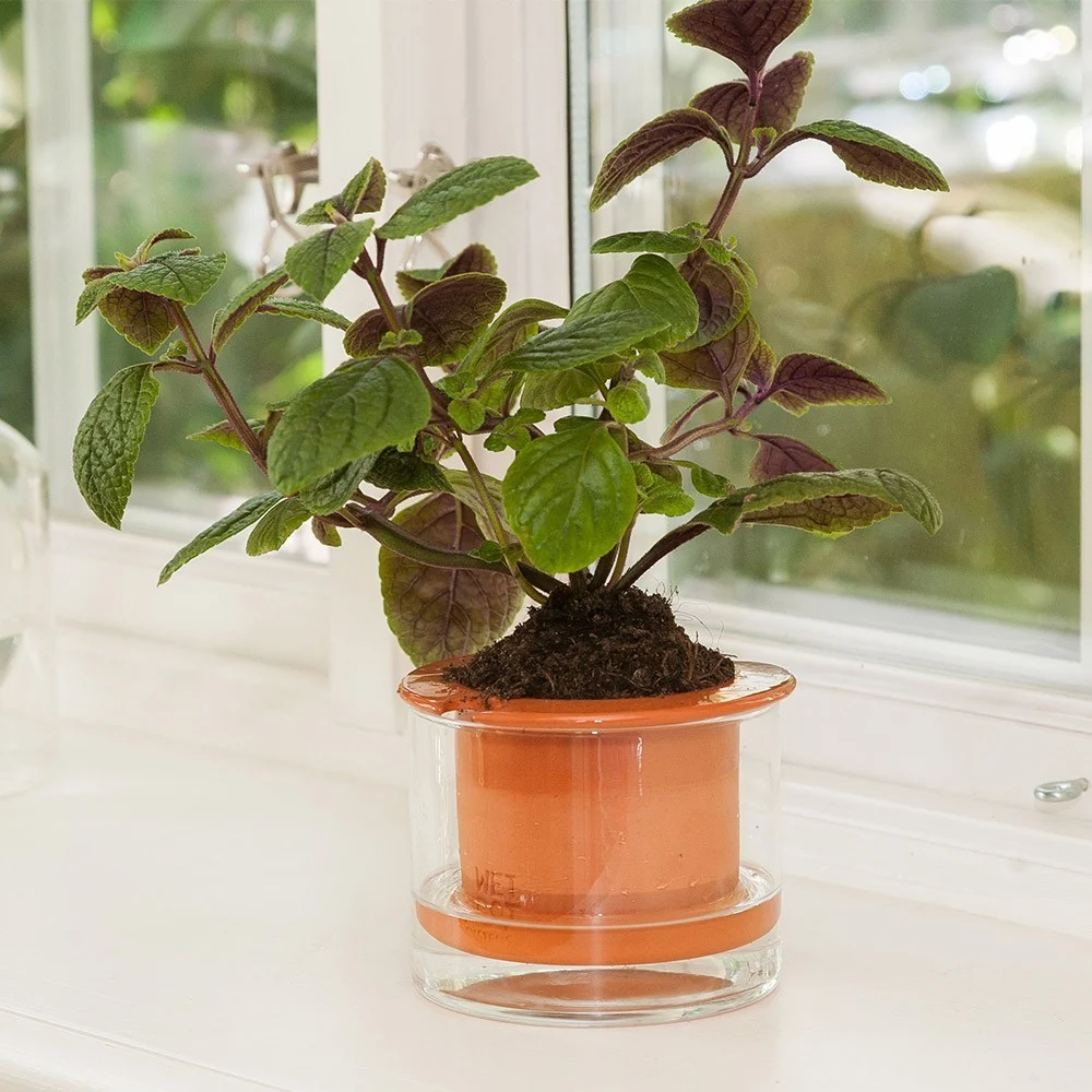 Pentola con riserva d'acqua Wet Pot M