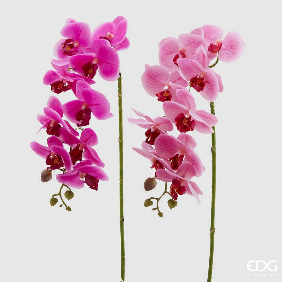 EDG Enzo De Gasperi Orchidea Phalaenopsis Real Ramo Artificiale Ass. H 76 Cm Fuchsia 1 Pz