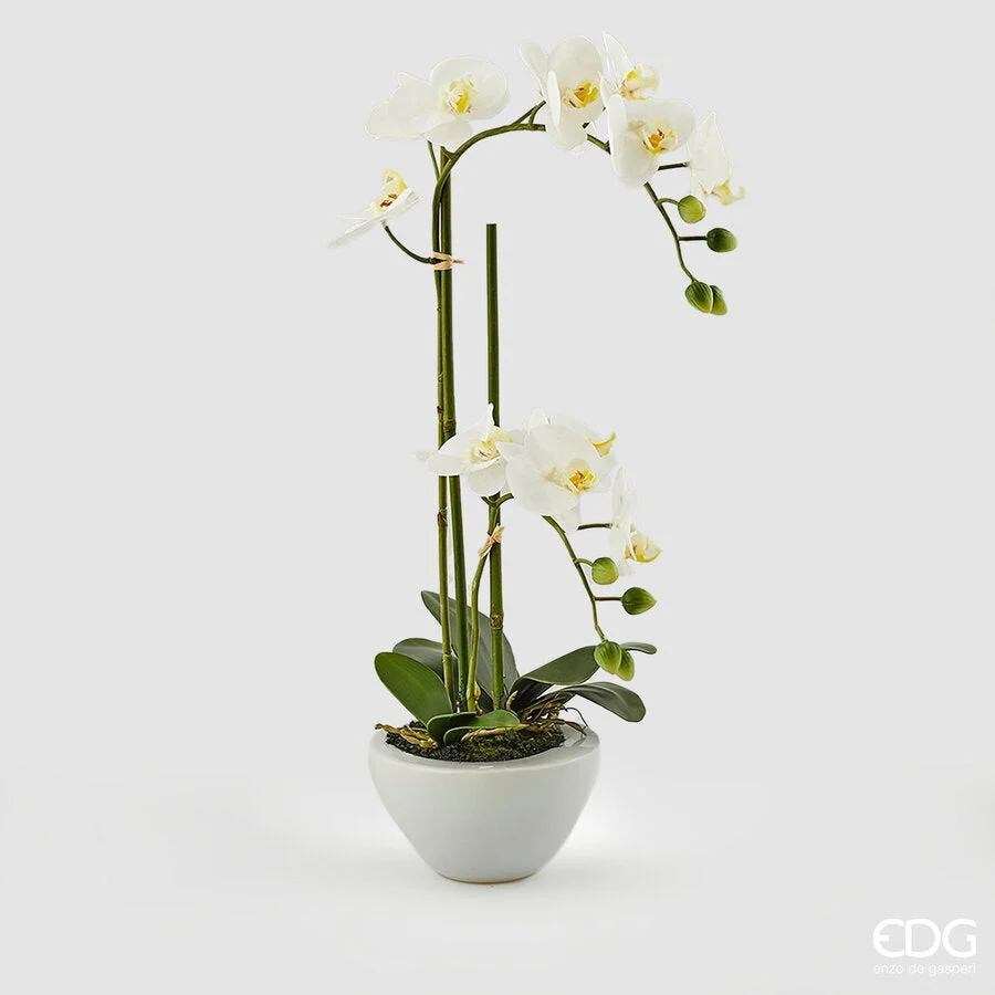 EDG Enzo De Gasperi Orchidea Phalaenopsis Real x2 con Vaso Artificiale H 50 Cm White