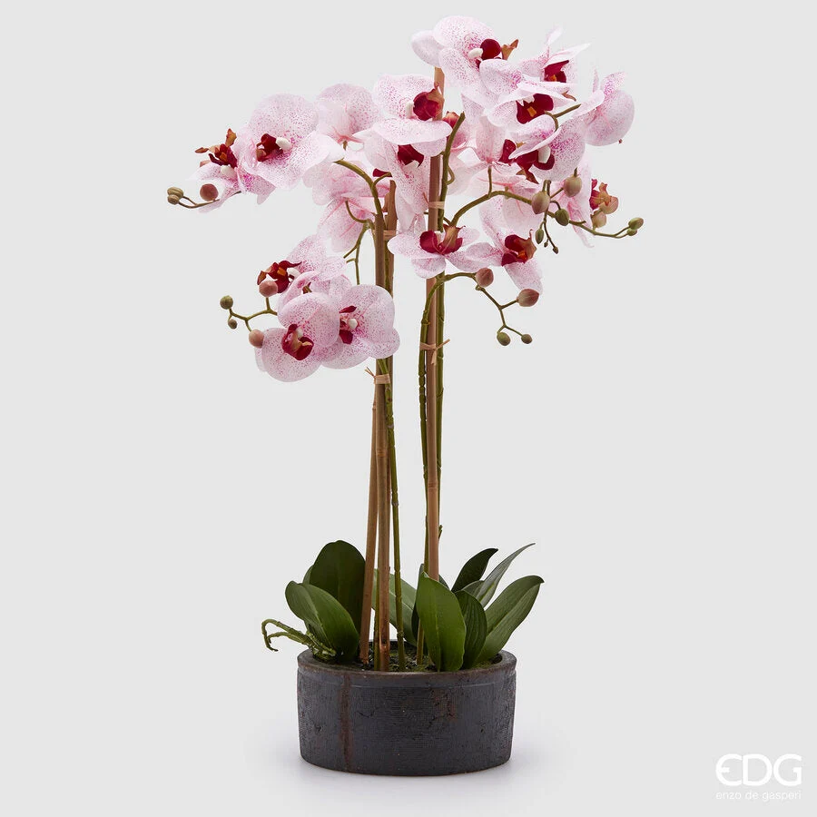 EDG Enzo De Gasperi Orchidea Phalaenopsis Real con Vaso Ramo x6 Artificiale H 72,5 Cm White Fuchsia