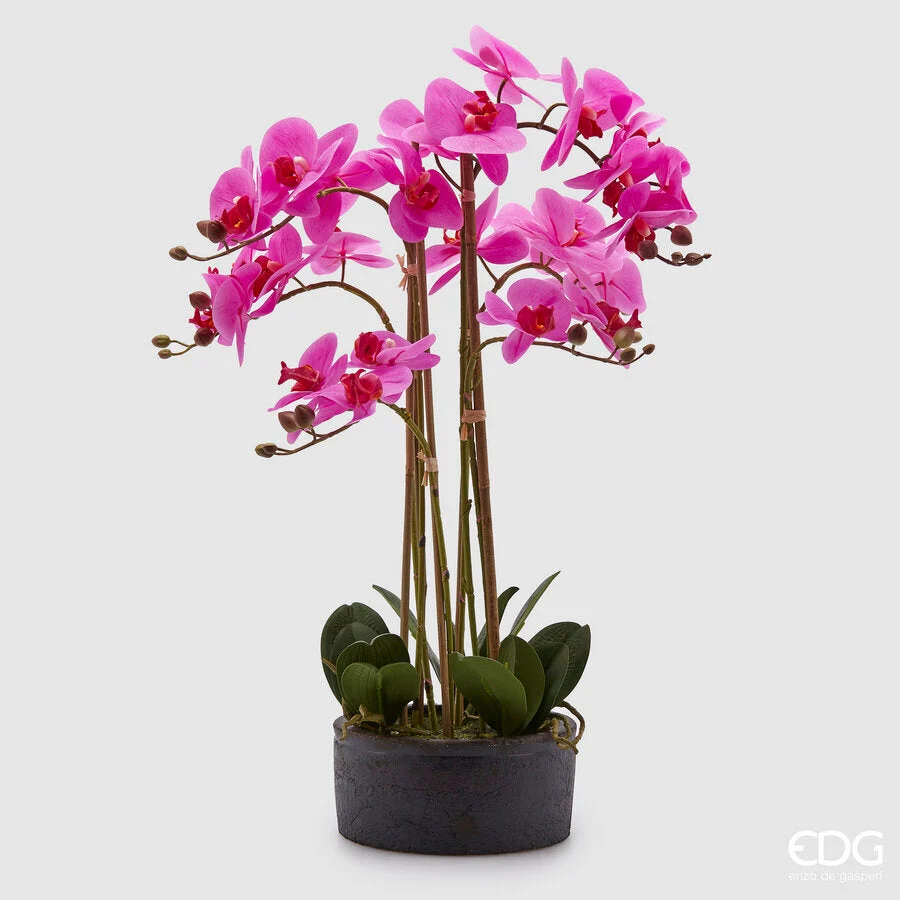 EDG Enzo De Gasperi Orchidea Phalaenopsis Real con Vaso Ramo x6 Artificiale H 72,5 Cm Fuchsia
