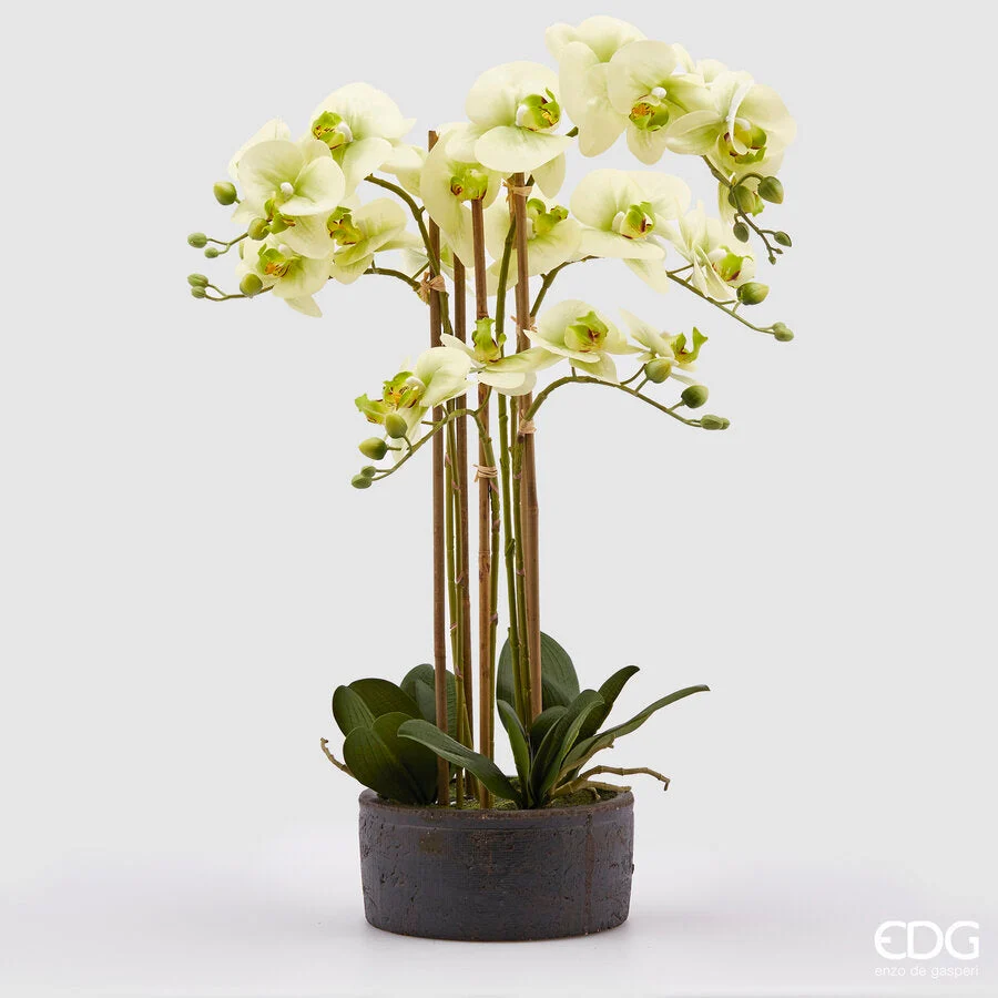 EDG Enzo De Gasperi Orchidea Phalaenopsis Real con Vaso Ramo x6 Artificiale H 72,5 Cm Light Green