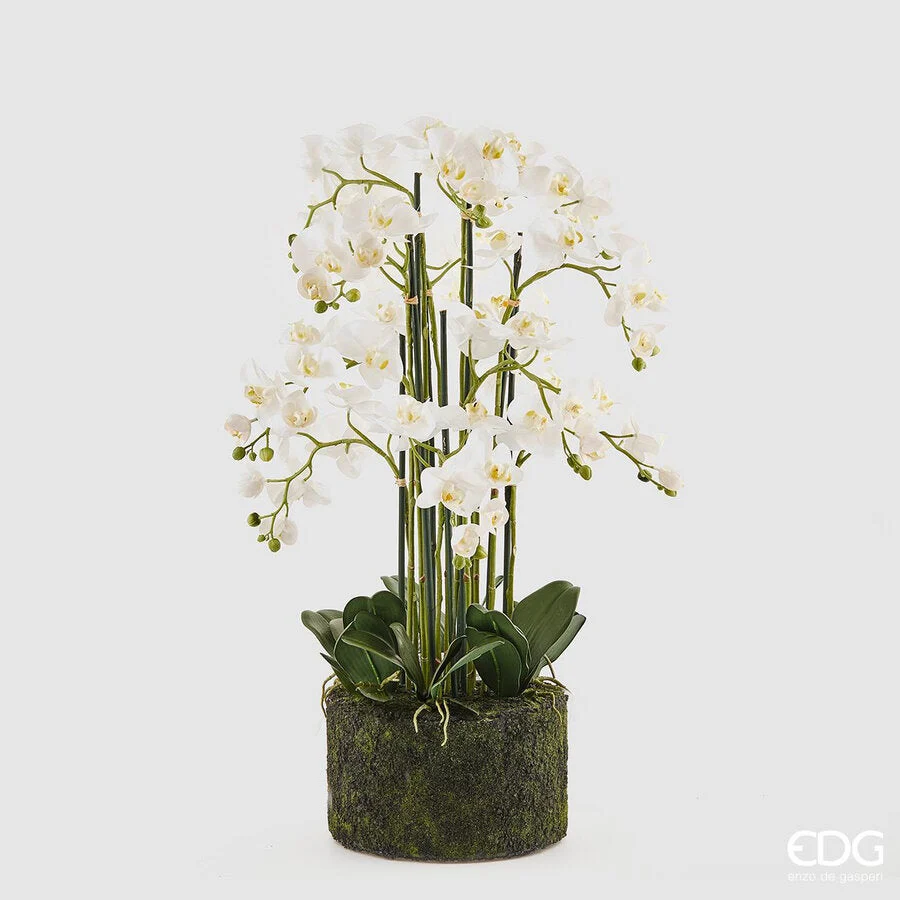 EDG Enzo De Gasperi Orchidea Phalaenopsis Real x12 con Zolla Artificiale H 90 Cm White
