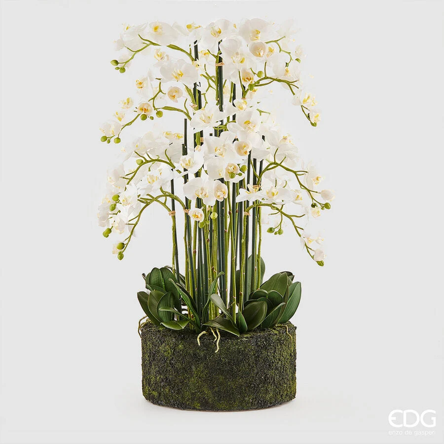 EDG Enzo De Gasperi Orchidea Phalaenopsis Real x20 con Zolla Artificiale H 100 Cm White