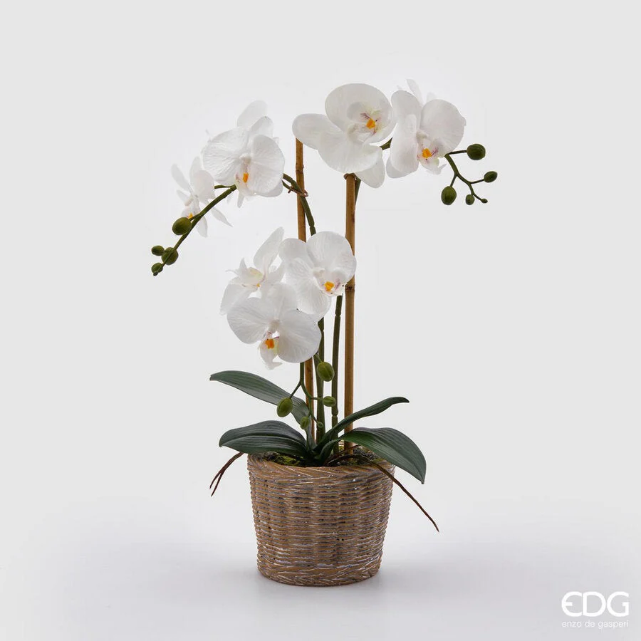 EDG Enzo De Gasperi Orchidea Phalaenopsis Pianta x3 Artificiale con Cesto H 48 Cm White