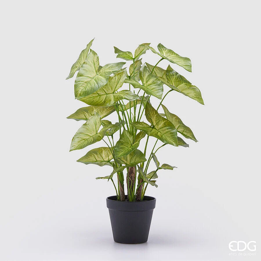 EDG Enzo De Gasperi Caladium con Vaso Artificiale H 47 Cm Green