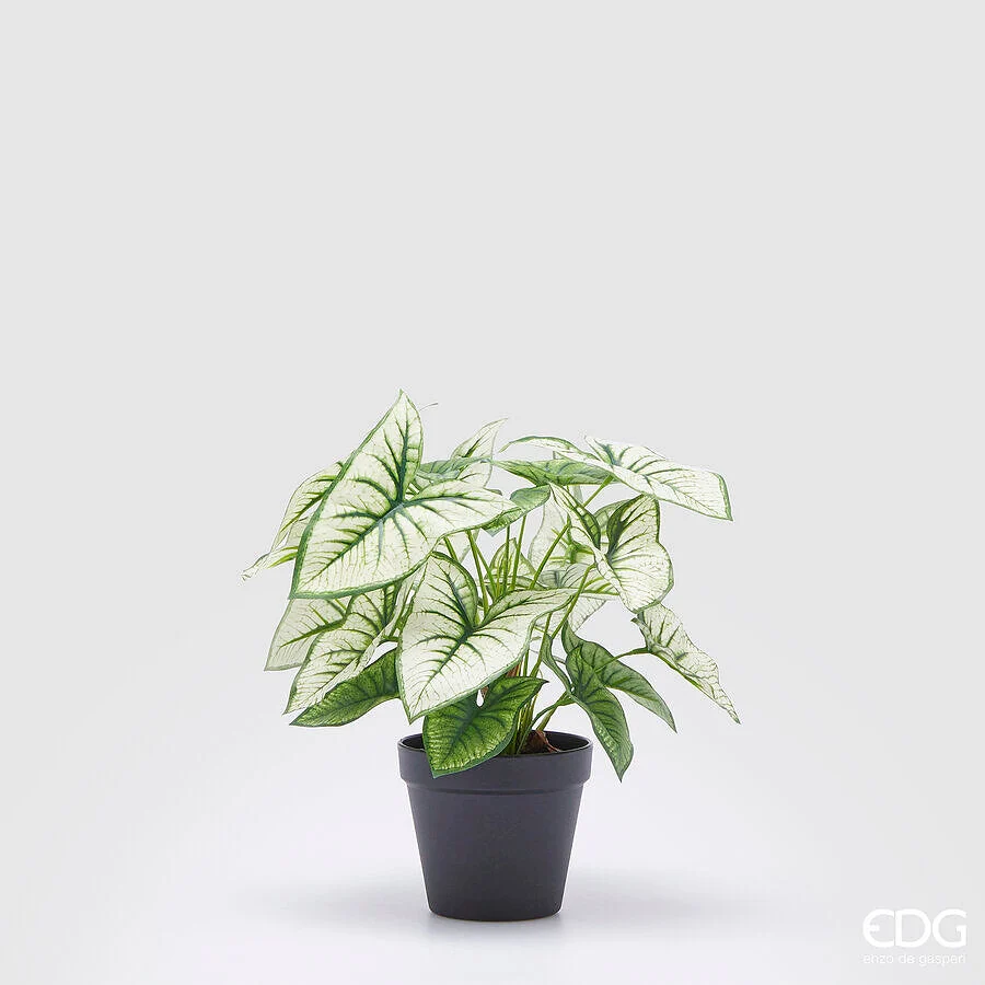 EDG Enzo De Gasperi Caladium Variegato con Vaso Artificiale H 33 Cm Green