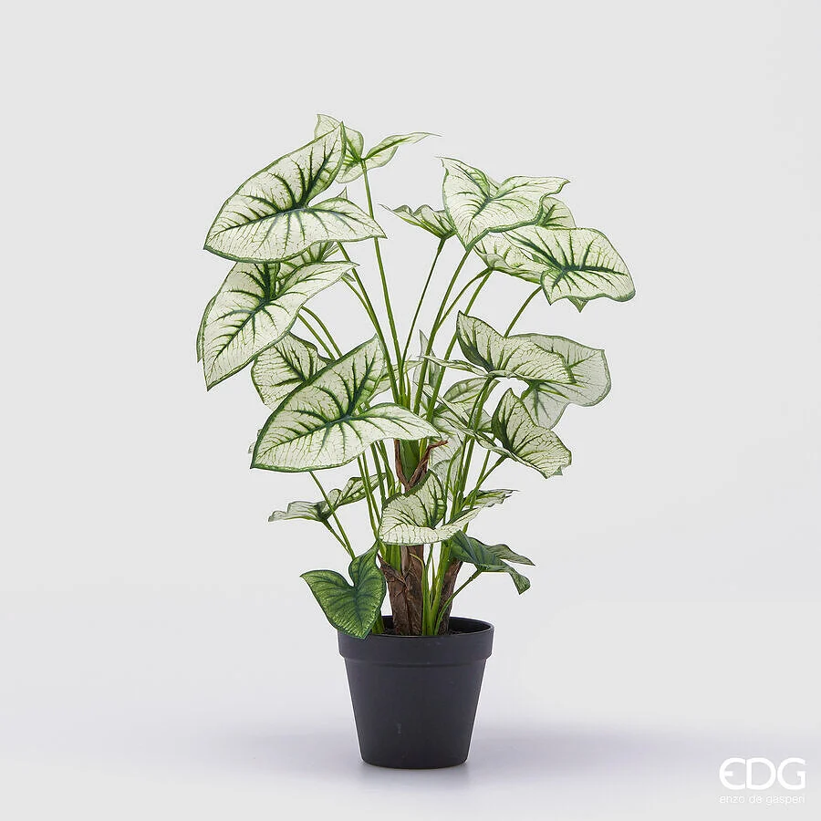 EDG Enzo De Gasperi Caladium Variegato con Vaso Artificiale H 47 Cm Green