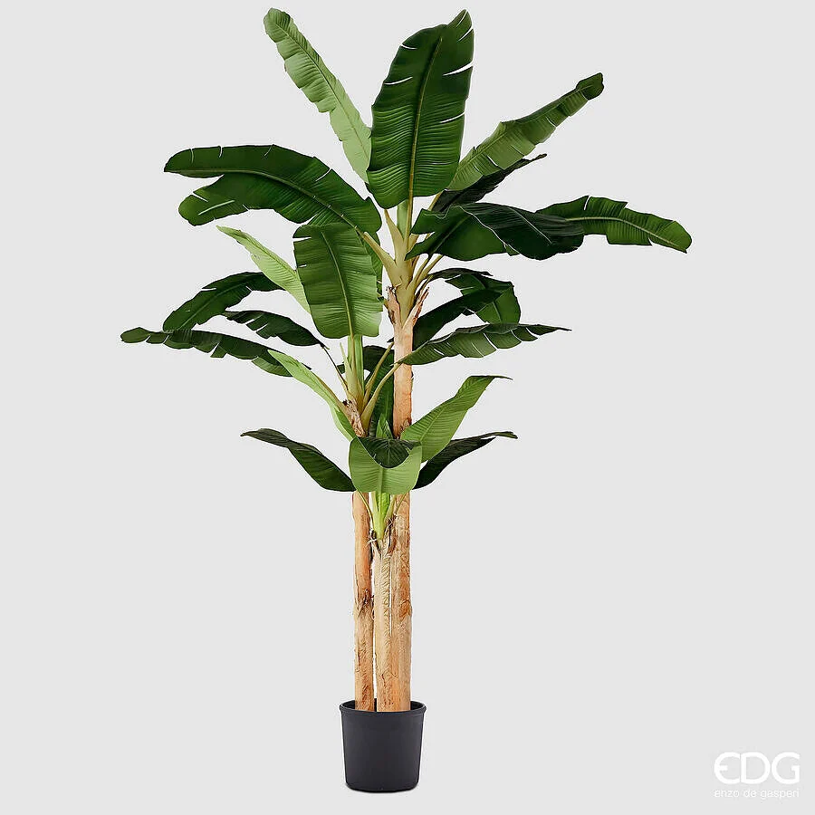 EDG Enzo De Gasperi Banano con Vaso Artificiale H 320 Cm Green