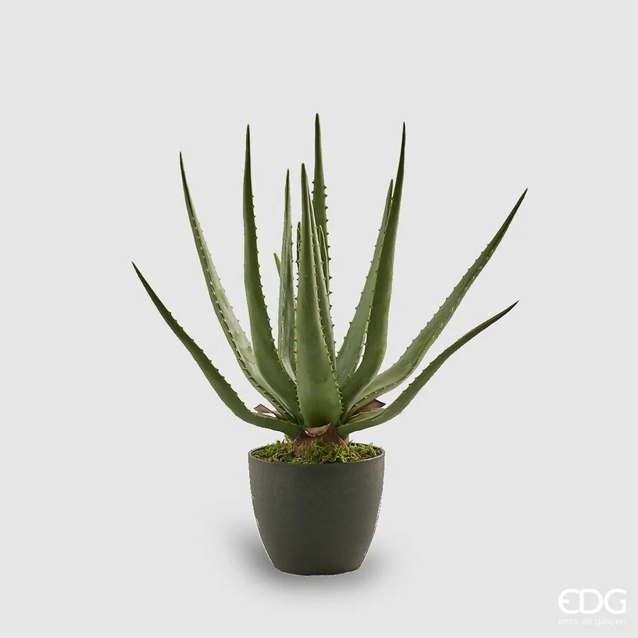 EDG Enzo De Gasperi Aloe Chic Succ. con Vaso Artificiale H 45 Cm Green