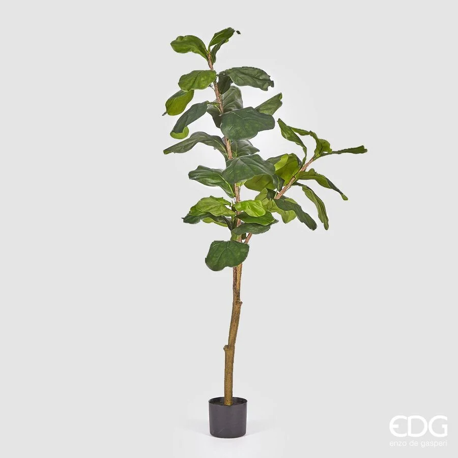 EDG Enzo De Gasperi Ficus Lyrata con Vaso Artificiale H 152 Cm Green