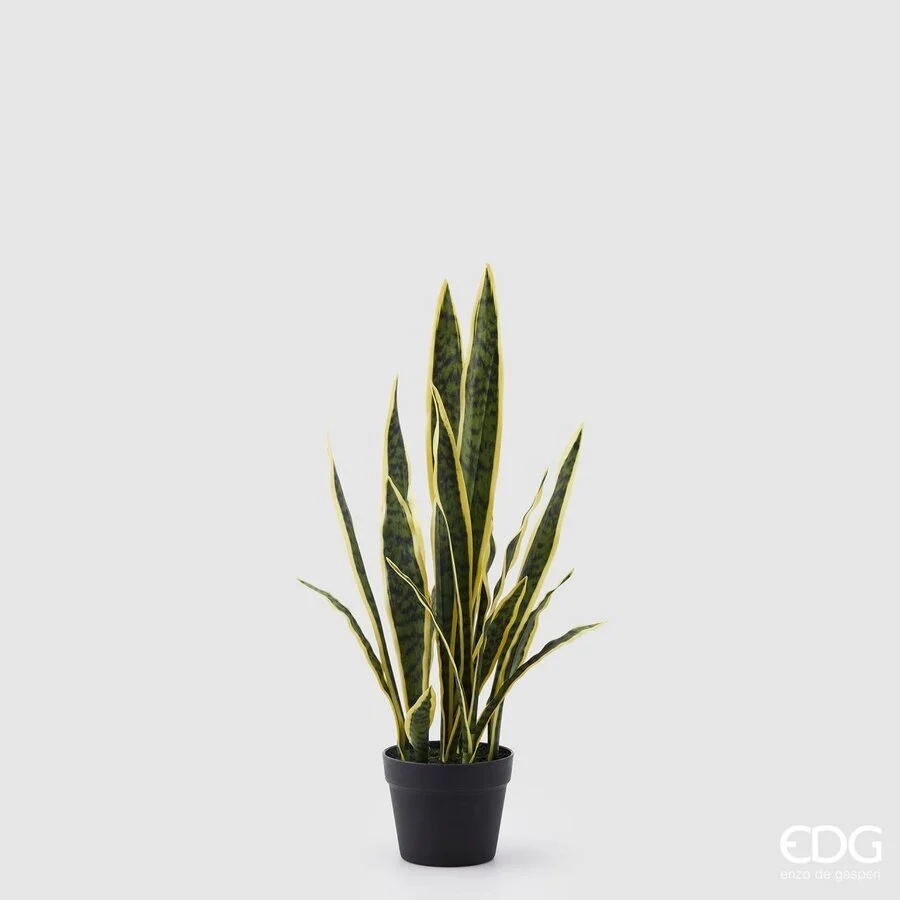EDG Enzo De Gasperi Sanseveria West con Vaso Artificiale H 70 Cm Yellow Green
